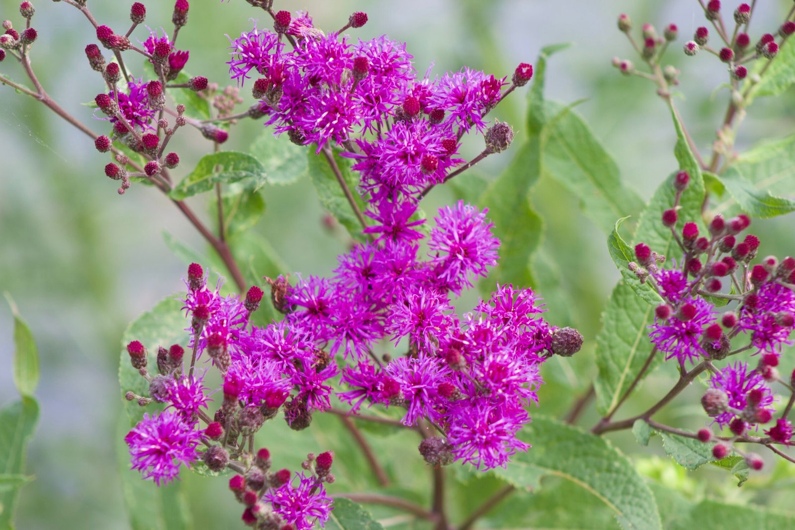Bright purple flower clusters of giant ironweed (Vernonia gigantea) in full bloom with green leaves in the background.