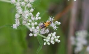 The goldenrod soldier beetle on a species of white boneset flowers.