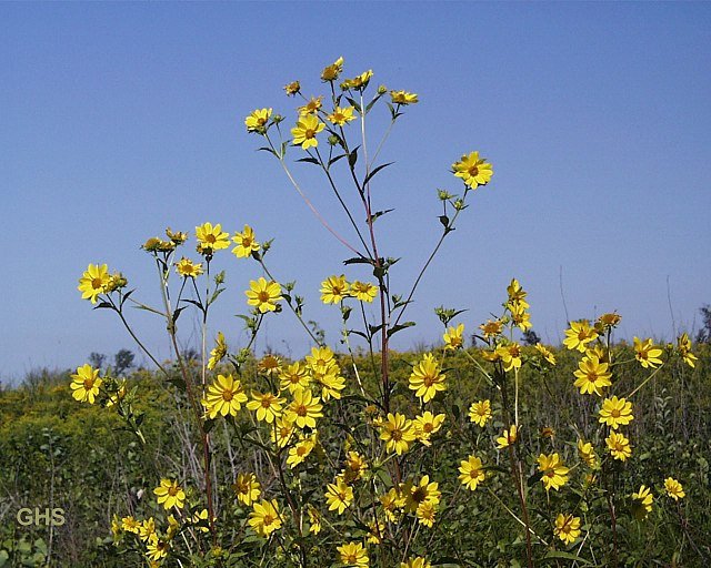 Towering stems of giant sunflower (Helianthus giganteus) with clusters of small yellow blooms rising above a prairie meadow under a clear blue sky.