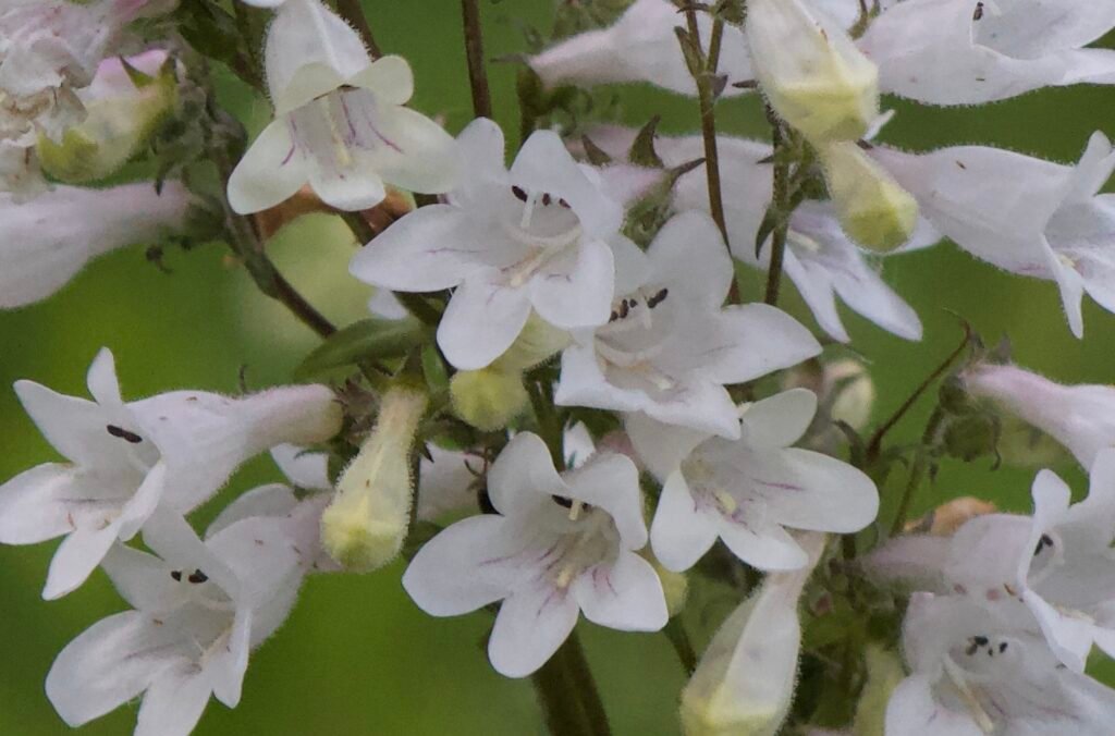Close-up of foxglove beardtongue (Penstemon digitalis) flowers showing white tubular petals with faint purple lines and dark stamens.