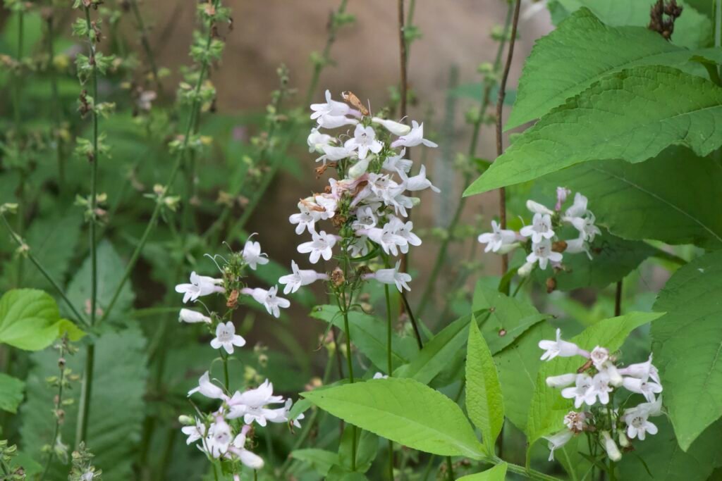 Foxglove beardtongue (Penstemon digitalis) with clusters of tubular white flowers growing among green foliage in a natural setting.