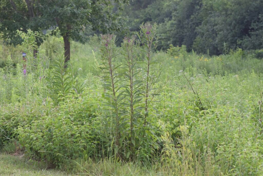 Tall giant ironweed (Vernonia gigantea) plants with narrow leaves and emerging purple flower clusters rising above surrounding meadow vegetation.