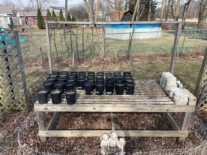 Black plastic gallon pots aiding in winter cold stratification of native plant seeds.