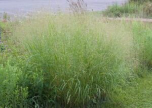 Dense summer growth of native switchgrass in a meadow planting. Title: Switchgrass in Summer Growth