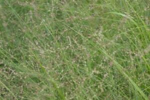 Zoomed out image of airy, Switchgrass flower heads.