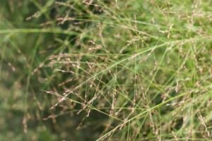 The inconspicuous blooming flower heads of switchgrass.