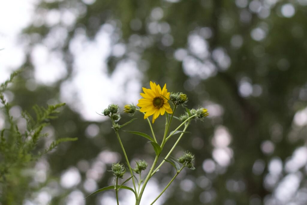 A single bright yellow bloom of giant sunflower (Helianthus giganteus) rises above unopened buds, set against a soft, blurred green background.