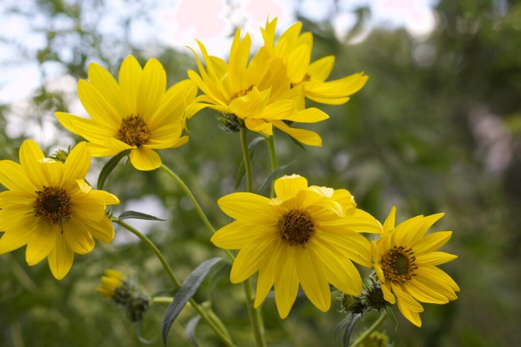 Bright yellow blooms of the native giant sunflower (Helianthus giganteus) standing tall against a blurred green background.