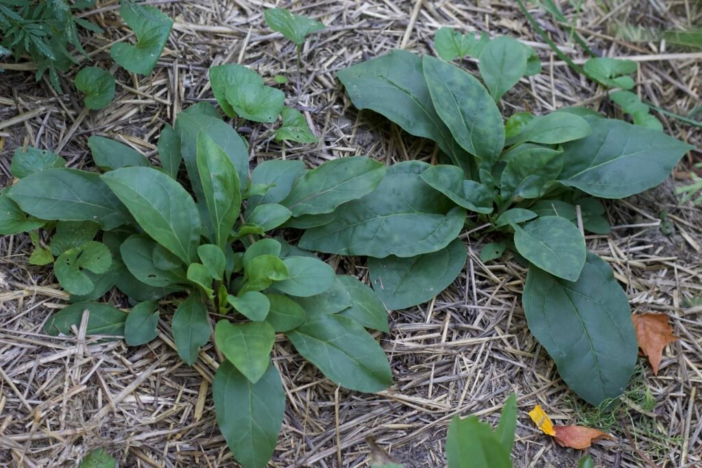 Young foxglove beardtongue (Penstemon digitalis) plants with broad green leaves growing in a mulched garden bed.