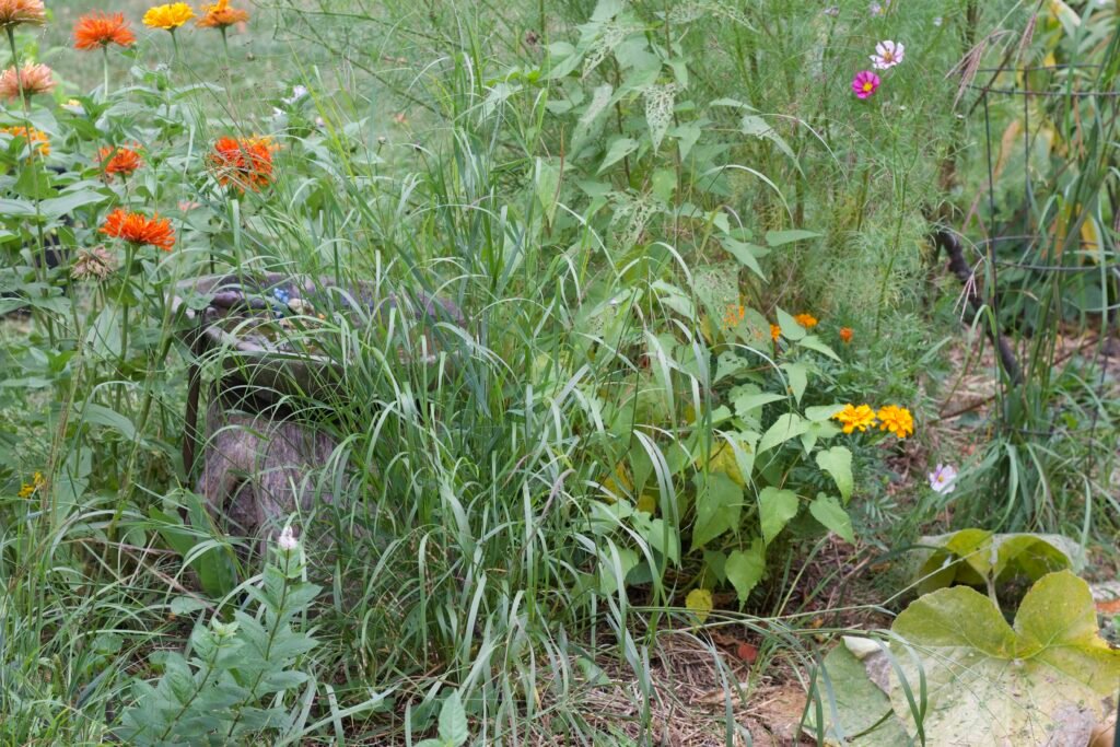 Switchgrass growing among colorful flowers and garden plants, adding texture and height to the natural planting.