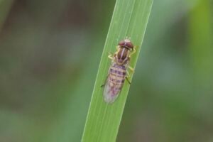 The maize calligrapher, a species of hover fly perched on a blade of grass.