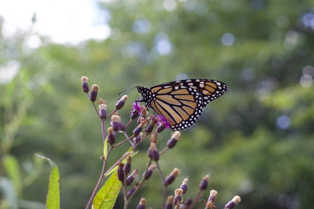 Monarch butterfly feeding on the purple blooms of giant ironweed.