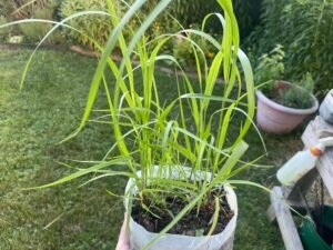 A young switchgrass grass started in a milk jug container.
