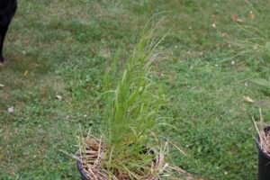 Switchgrass grown in a container.