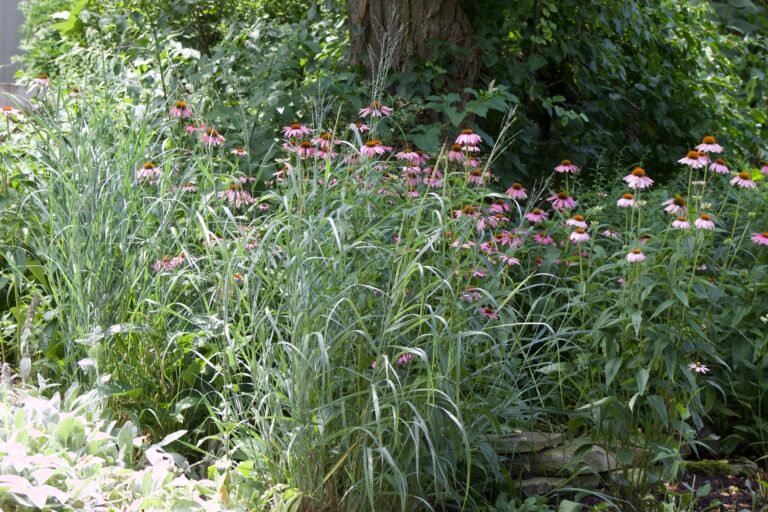 Switchgrass: A Native Grass with Beauty and Purpose - Backyard Habitats