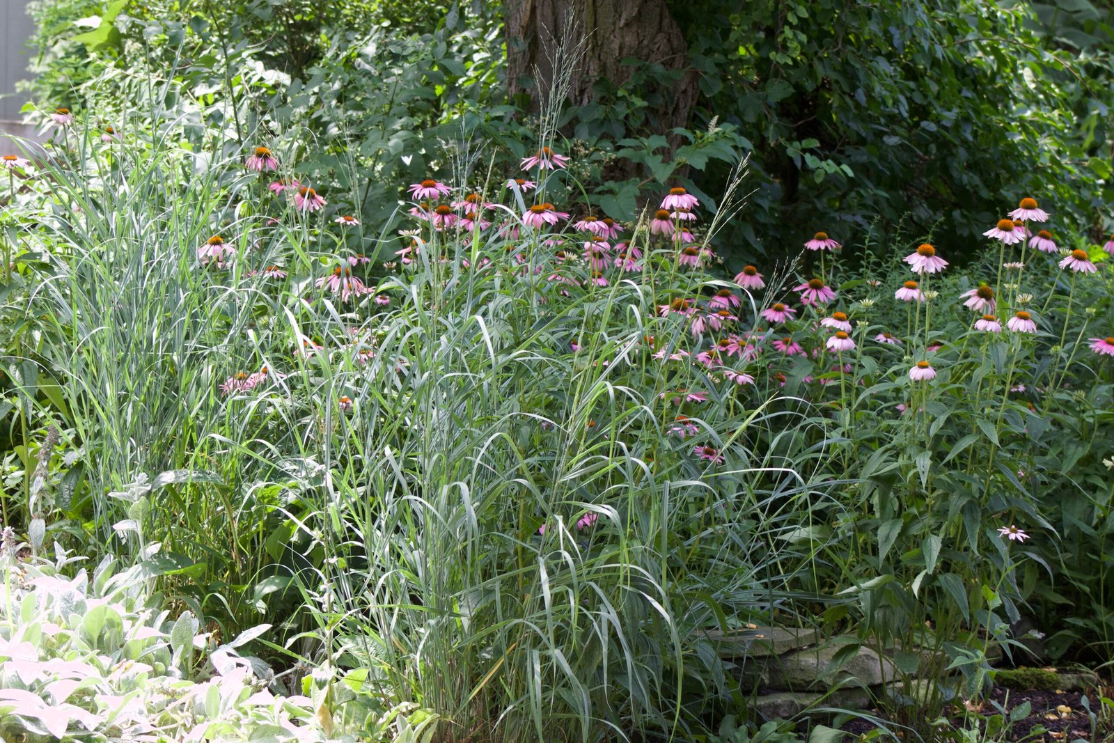 Switchgrass growing alongside blooming purple coneflowers in a native garden setting.