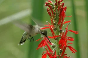 Hummingbird collecting nectar from a red tube shaped cardinal flower.