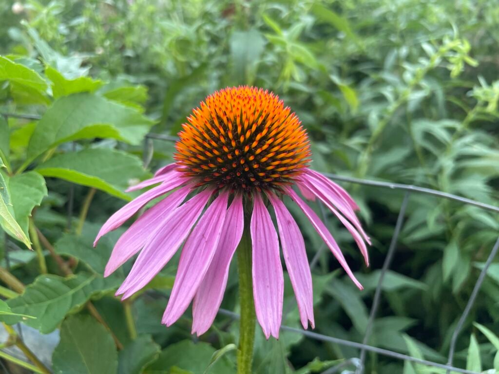 A purple coneflower showing off its cone shape.