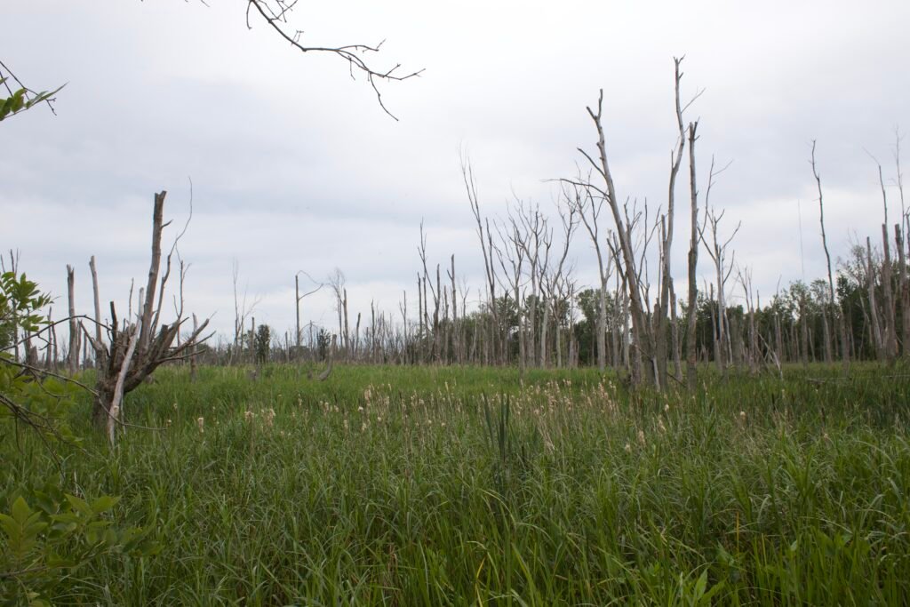 Wetland marsh with stags of dead trees.