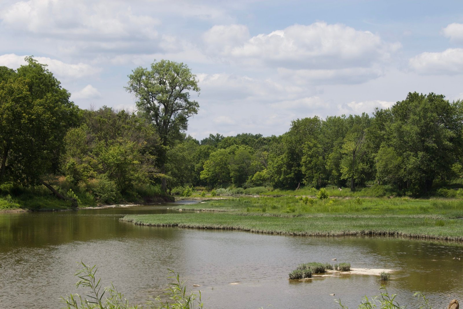 The shallow Maumee river full of native vegetation throughout the river.