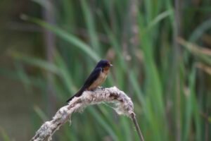 A small barn swallow bird perched on a branch above the marsh in northwest Ohio.