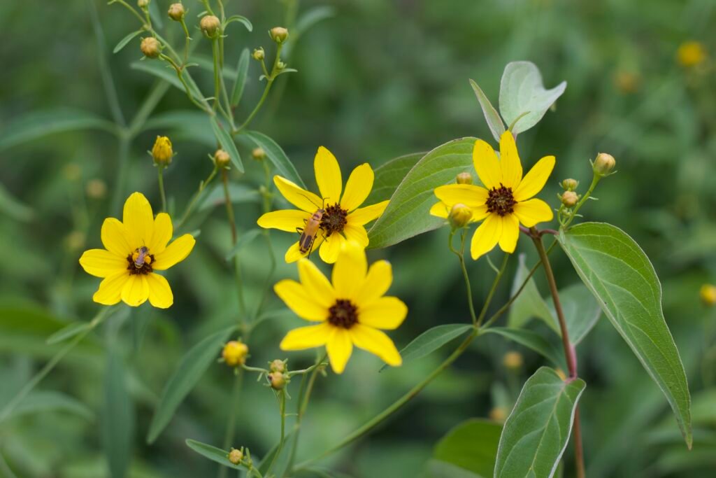 A small honey bee and goldenrod beetle on yellow tall tickseed.