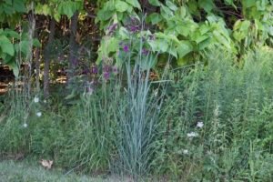 Big blue stem a native grass that adds texture to any garden.
