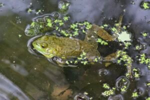 An American bullfrog rest in a pond with plant life floating around.