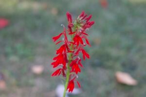 A bright red cardinal flower with tubular shaped flowers.