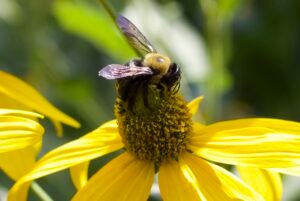 A carpenter bee collecting nectar from a yellow cutleaf coneflower.
