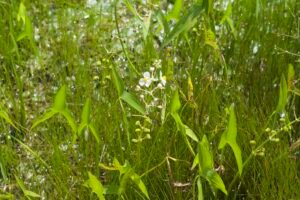 Common arrowhead has arrow shaped leaves that pop out of the water around the white and yellow flower head.