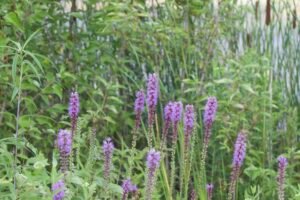 Stalks of purple Liatris spicata, resembling fireworks.