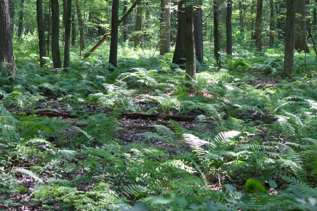 Forest floor full of ferns at Oak Openings metro park in northwest Ohio
