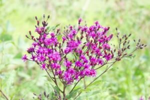 Bright purplish flowers of the native plant Vernonia gigantea.