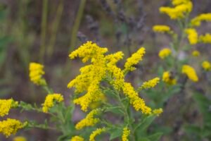 A species of the Solidago Genus, Goldenrod in full yellow bloom.