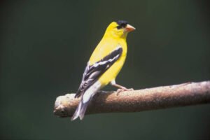 An bright yellow American goldfinch with black markings on its wings, posted on a brach.