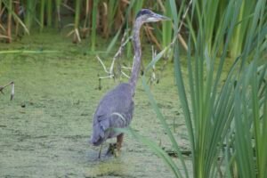 This great blue heron is walking through a marsh full of vegetation, hunting for fish.