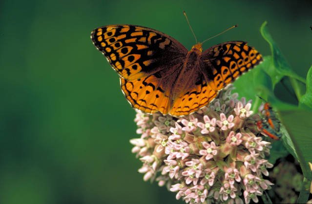 An orange, brown and black, great spangled fritillary butterfly on Common milkweed.