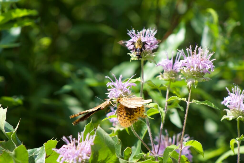 Two different butterflies and a hummingbird moth all feeding on nectar from a wild bergamont plant.