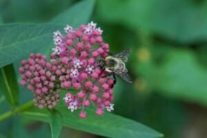 A native bumble bee collecting nectar from a pink Asclepias incarnata.