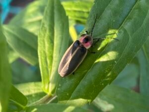 Lightning bug resting during the day on a leaf.