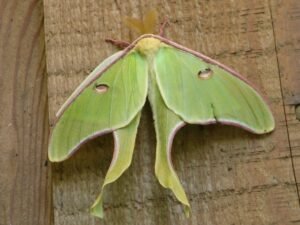 The oddly shaped, green, luna moth on the side of a house.