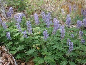 Wild or sundial lupine a purple flower with sundial like leaves.