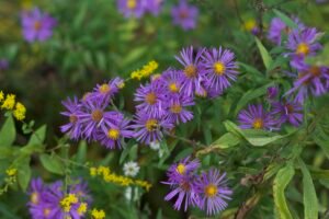 New England aster, small purple flowers with yellow centers.