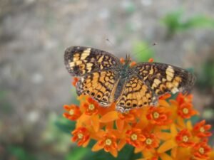 An orange and brown, Pearl crescent butterfly collecting nectar from an Asclepias tuberosa native milkweed.