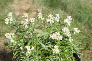 Pearly everlasting, tiny white flowers with yellow centers in bloom.