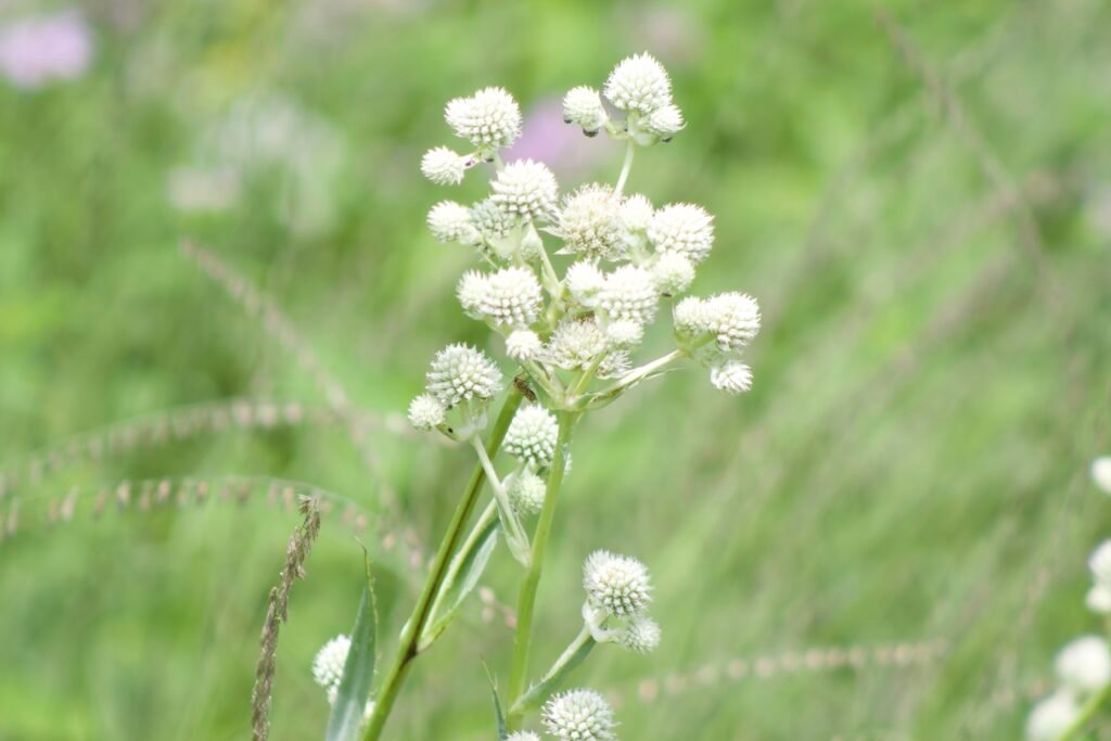 Rattlesnake Master, Eryngium yuccifolium Little spikey white flower balls of the native flower Eryngium yuccifolium.