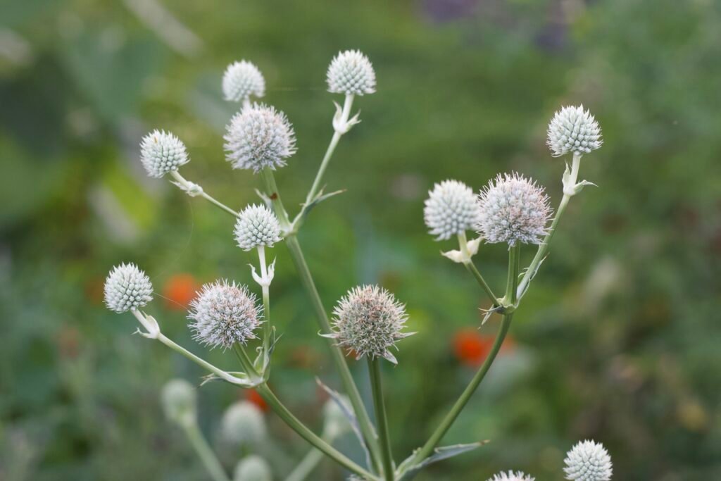 White bulb shaped flowers of the rattlesnake master.