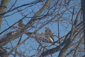 A red-tailed hawk perched in a tree, staring down a squirrel. 