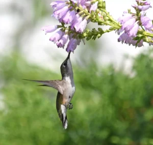 A hummingbird feeding from an obedient plant.